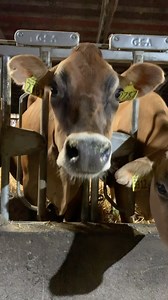 What are stanchions? Let Francie model them for you | TDF Honest Farming