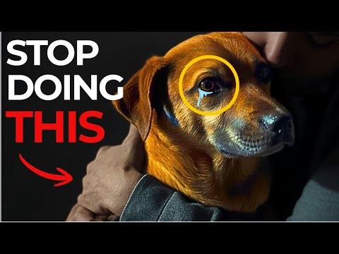10 Mistakes That Are Silently Hurting Your Dog