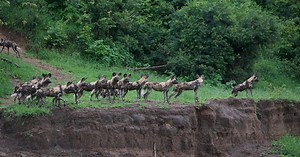 Arizona PBS Previews:Nature : 3605