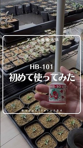 HB-101初めて使ってみた！#アガベ育成