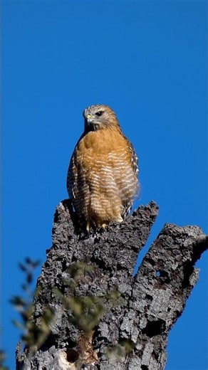 Red-shouldered Hawk🪶Predator Perch #redshoulderedhawk