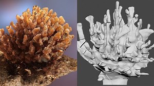 3D coral reef sculpture, collaboration of marine science, art | University of Hawaiʻi System News