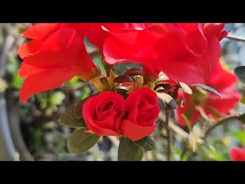 #Azalea Red full bloom