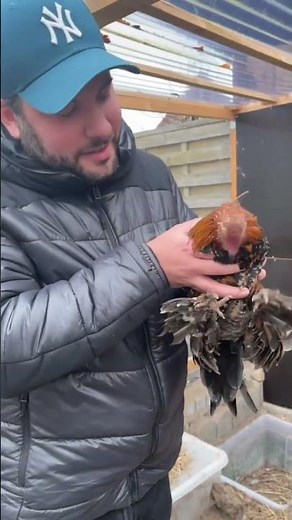 Hab mich voll erschrocken, warum bewegen die sich denn?😅 #lustig #erschrocken #fail #funny #chicken