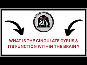 What Is The Cingulate Gyrus & Its Function Within The Brain ? | GFGV