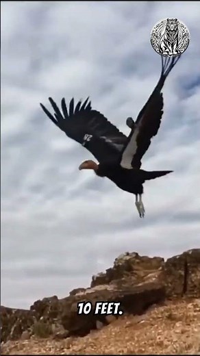 California Condor Facts
