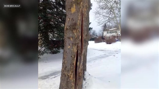 Here’s what happens that could cause trees to ‘explode’ in cold weather