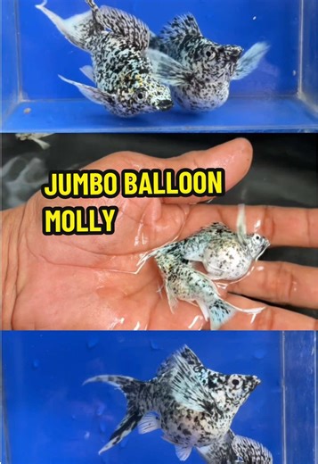 DAET FISH CS on TikTok