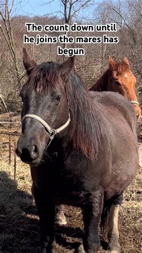 Kennedy the stallion #horse #stallion #haflinger #tennesseewalkinghorse