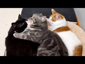 Cats Love To Snuggle & Sleep Together