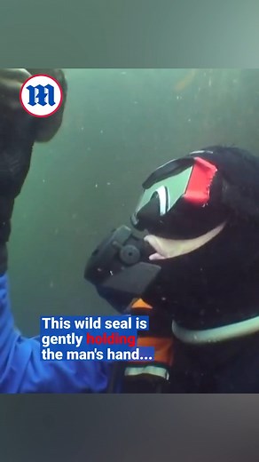 42K views · 323 reactions | Imagine being this up close and personal with a seal?! 玲殺錄 | Daily Mail Video | Facebook
