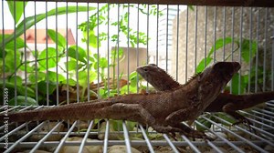 Closeup of 2 oriental garden lizards, also known as common tree lizard, eastern garden lizard. 4K Stock Video