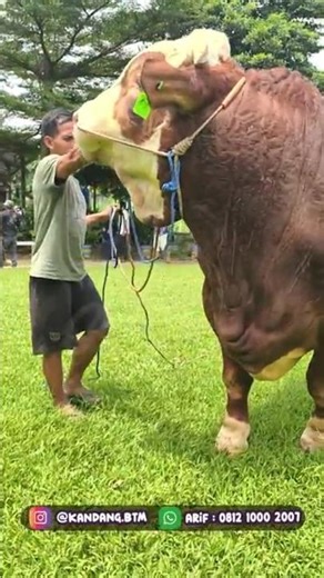 Simmental Cross Cattle Contest Target 1.1 tons