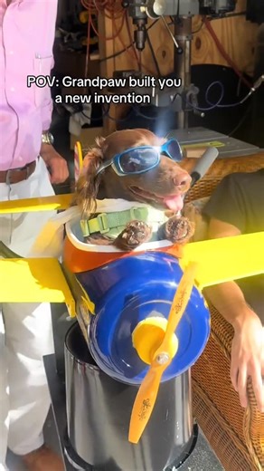 Dachshund Lifestyle | Spoiled daschund ! Grandpaw built this custom bike basket from scratch for his grand dog Louie !! Sharing this amazing video by... | Instagram