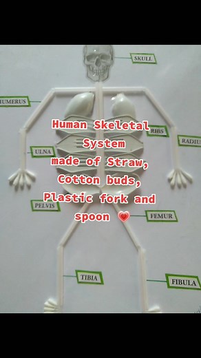 Creative DIY Human Skeletal System Craft Ideas