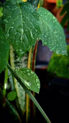 Enchanting Rain: Nature's Beauty in Close-Up