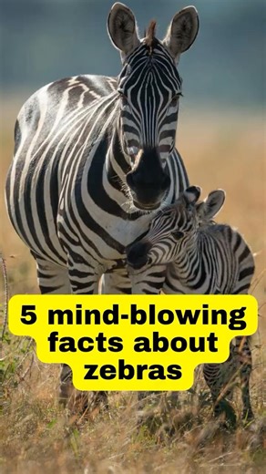 5 mind blowing facts about zebras 🦓 #zebra #facts #shorts
