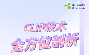 CLIP技术全方位剖析直播课回放