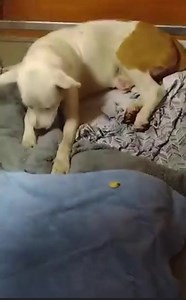 89 reactions · 72 shares | MAY BE ALREADY BUT THIS DOG LOOKS SO...