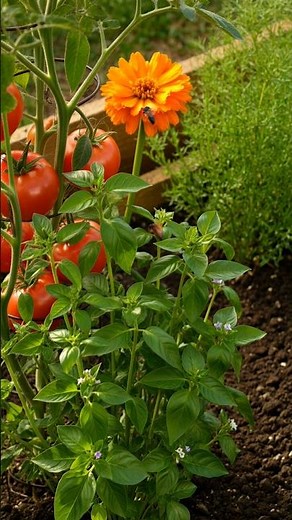 Companion Planting in Raised Beds (Grow More with Smart Plant Pairing!) 🌱