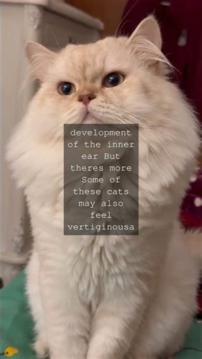 Why BlueEyed White Cats Often Struggle with Hearing Did you know that many blueeyed...