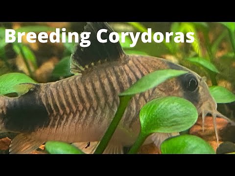Breeding Corydoras in a Community Tank