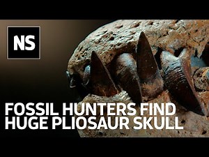 Pliosaur discovery on Jurassic Coast is 'very likely a new species'