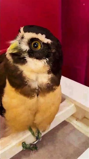 Proof That Owls Are Actually Just Feathered Kittens!