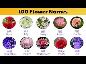 Learn 100 Flower Names in Chinese | 100种花卉名称 | Level Up Your Chinese Vocabulary 🌹 🌿 🌱