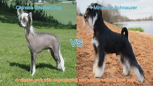 Chinese Crested Dog vs. Miniature Schnauzer: A Breed Comparison