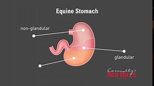 9.3K views · 133 reactions | Let's talk Ulcers! We know that many...