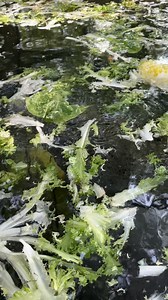 Lettuce lighten up your feed this #ManateeMonday! 🥬 It never gets old to watch the manatee rescues under our care chow down on greens aplenty. It may be Manatee Awareness Month, but we have been providing rescues with those delicious greens and the critical care the need at our David A. Straz, Jr. Manatee Critical Care Center since 1991. 💙 | ZooTampa at Lowry Park