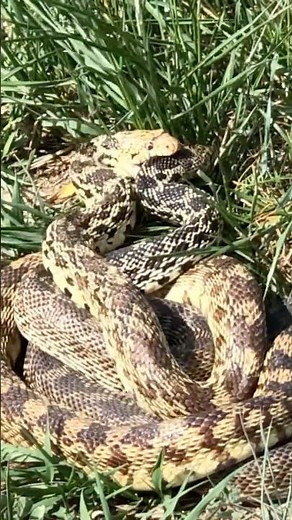 Startling mating of Colorado bull snakes, hissing and writhing #wildlife #nature #snakes #openspace