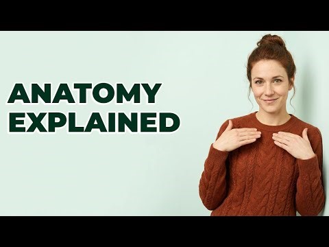 Why Is Skeletal Framework Important For Digital Anatomy?