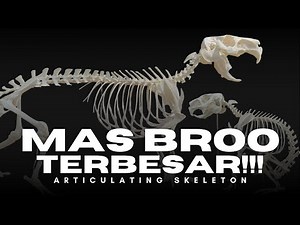 SHEEP-SIZED CAPYBARA COMPLETED - articulated skeleton capybara