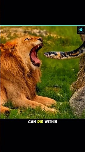 "The One Animal Snakes FEAR the Most 🐍🐾"