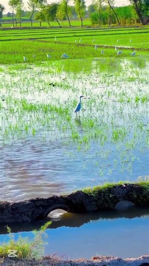 tanu v dukh bol ka dasan #agricultur #punjabi #jattvibes #punjab