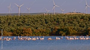 Large flock of greater flamingos move to left into the blue waters of a lagoon, in front of the lush vegetation of this beautiful wetland and with windmills and croplands of olive trees at background