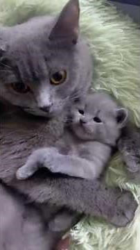 😺 Loving Cat Mom Protecting Her Babies | Most Emotional Cat Family Moments