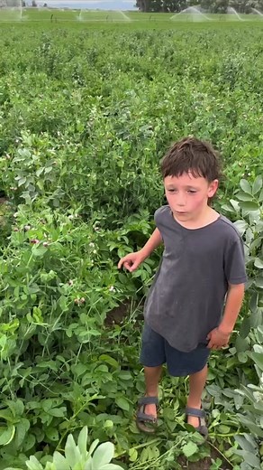 All about why we use companion crops ⬆️. We have been experimenting with companion cropping in potatoes for the past few years. There are pros and cons, and we are learning and adapting as we go. 🌱🌱 . . #rootschips #regenerativeagriculture #farmlife #farming #farmersoftiktok #farmfamily #livingonfarmtime #potatofarm #natureconservancy #companioncrops