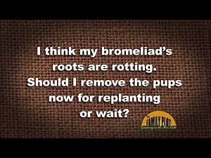 Q&A – Should I remove the pups from my bromeliad that has root rot?