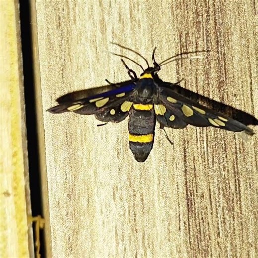 14 Hours With A Moth In My Room 😊 #moths #nature