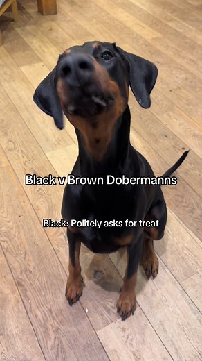 Brown Dobermanns: A Fun and Entertaining Look