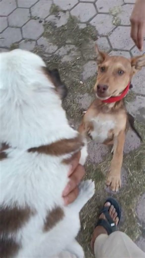 #agressive #शेरू #myanimal #dog #viral #pet #youtubeshorts #dogcomedy #dogs #like #comment #suscribe