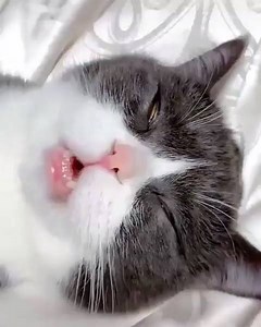 1.8M views · 17K reactions | I wish I could sleep this good | 9GAG Cute | Facebook