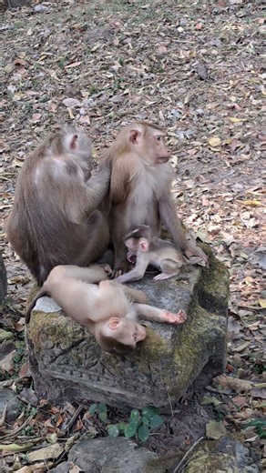 Baby Levy reation to Sister Lily #shorts #animals #babymonkey