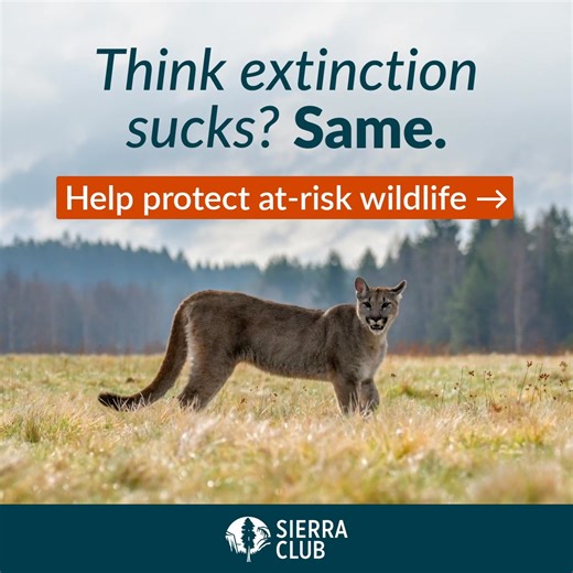 Too many endangered species are at risk of disappearing forever—but with your help, we can change that. We’re the Sierra Club, and we fight to protect fragile ecosystems and the wildlife that depend on them. Join us. | Sierra Club