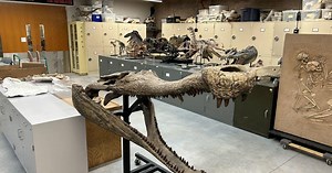 University of Chicago Fossil Lab moved to Washington Park