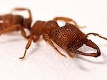 Meet the Dracula Ant - the fastest animal on earth with a snappy jaw