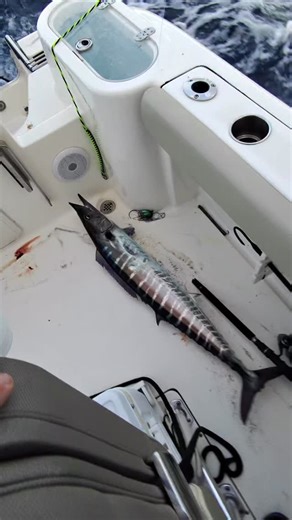Nice wahoo this morning with @ink191919 Also have a gaffer Mahi and rainbow runner. Eating good tonight. #wahoo #ono #mahi #knotfornothingfishing #tuna #fishing #sushi #saltlife #fish #kingfish Chris Plakas | Knot For Nothing Fishing